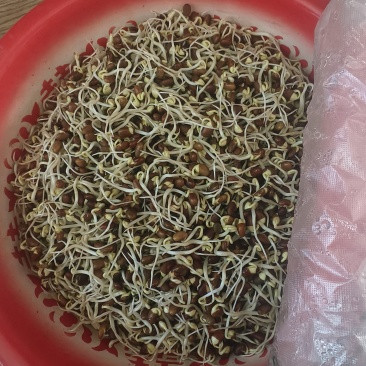 褐色豆子生菜芽豆子
