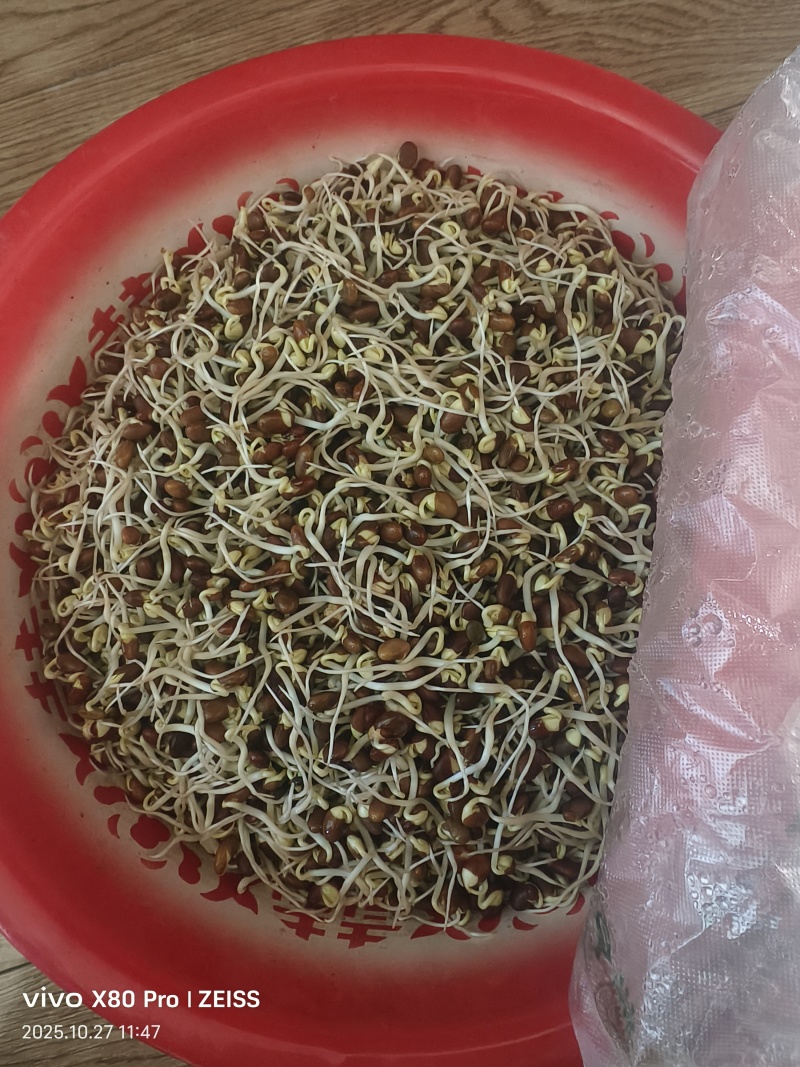 褐色豆子生菜芽豆子