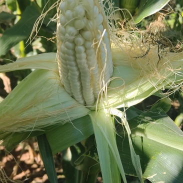 玉米🌽