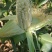 玉米🌽