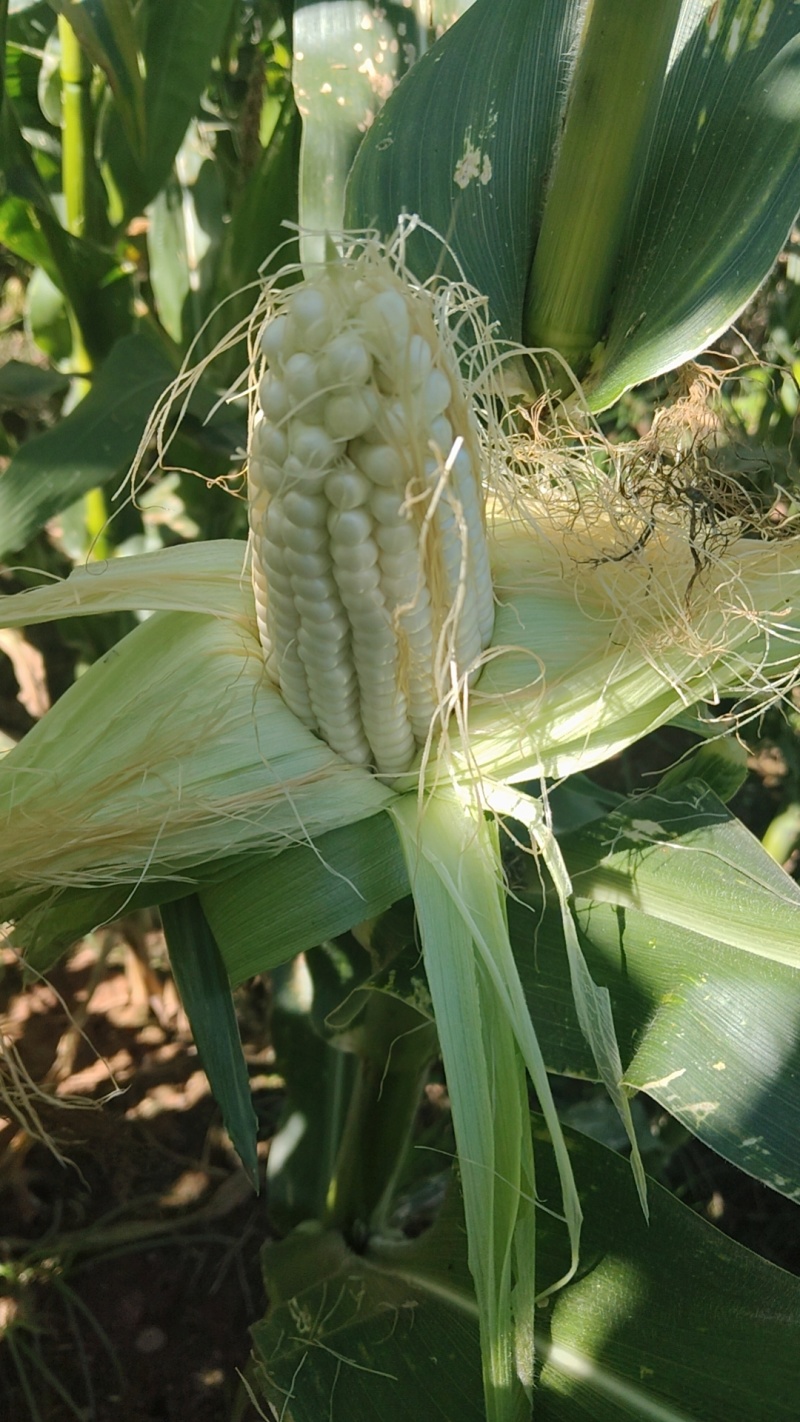 玉米🌽