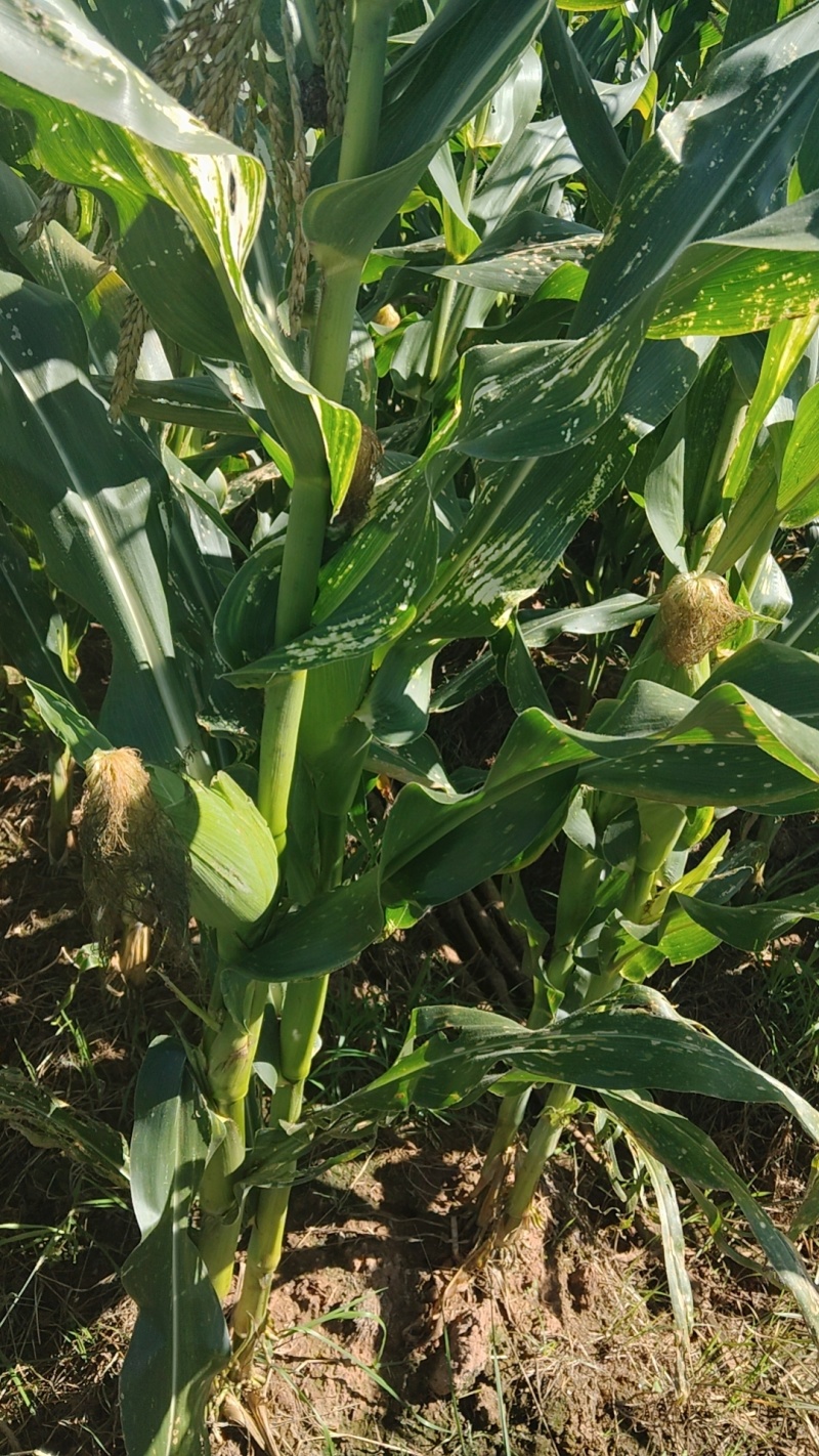 玉米🌽