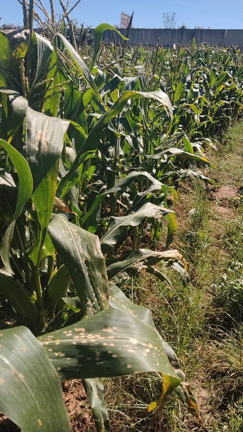 玉米🌽