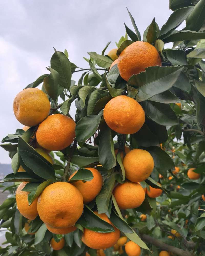蜜桔、精品基地直发、