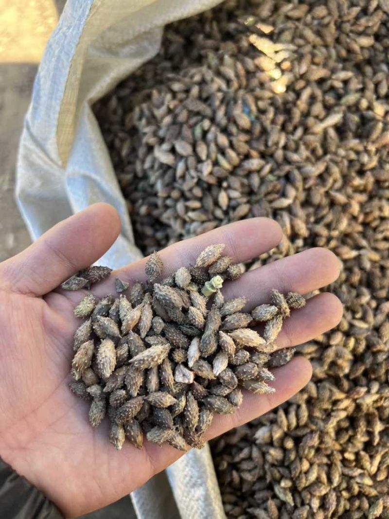 大量精品苍耳子