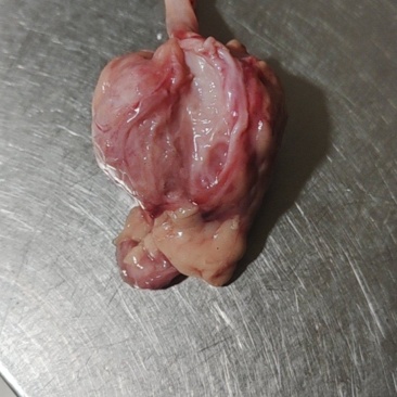 天然狗宝
