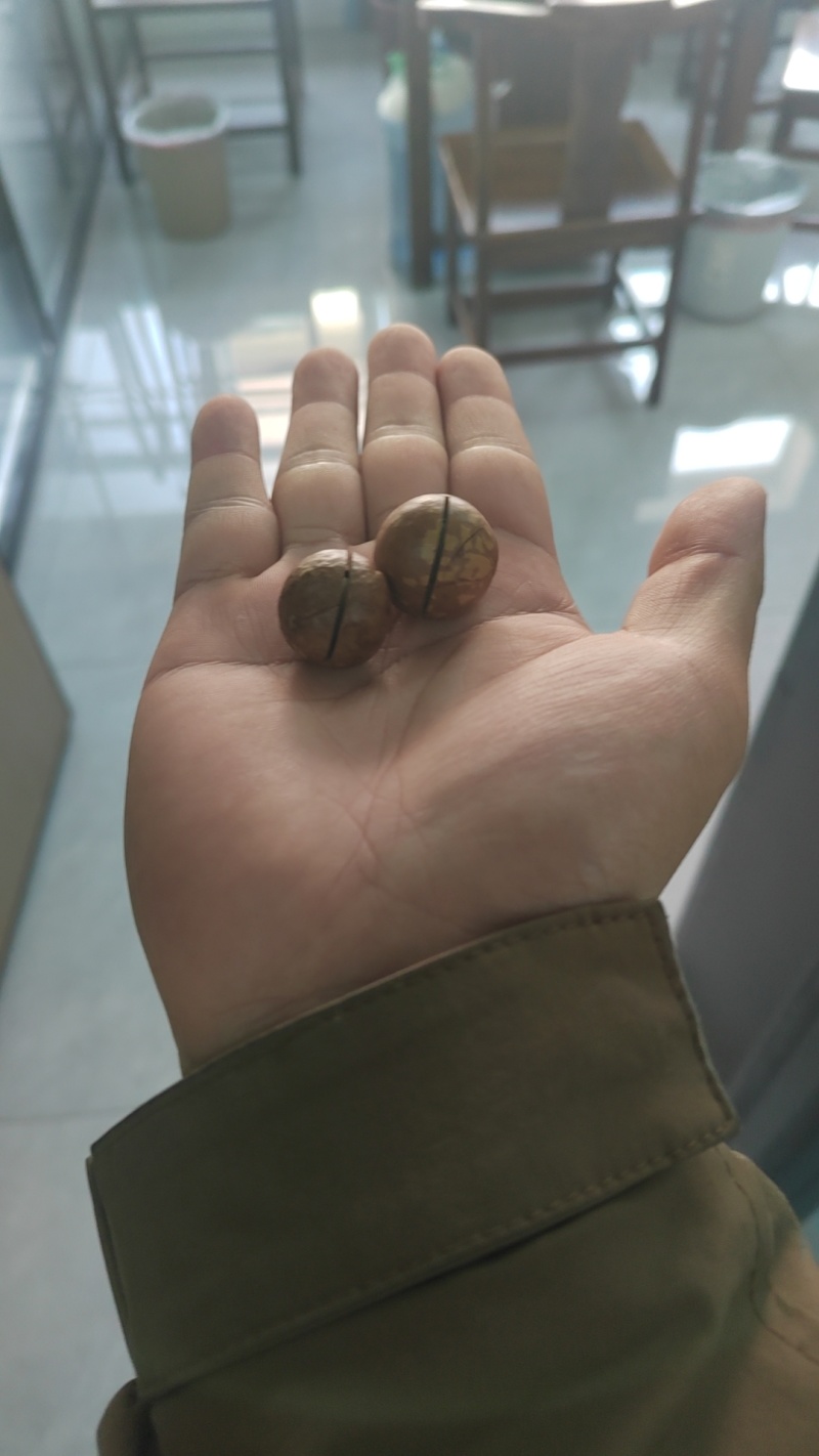 专业夏威夷果，自产自销，接代发批发拿货，欢迎实地考察参观。