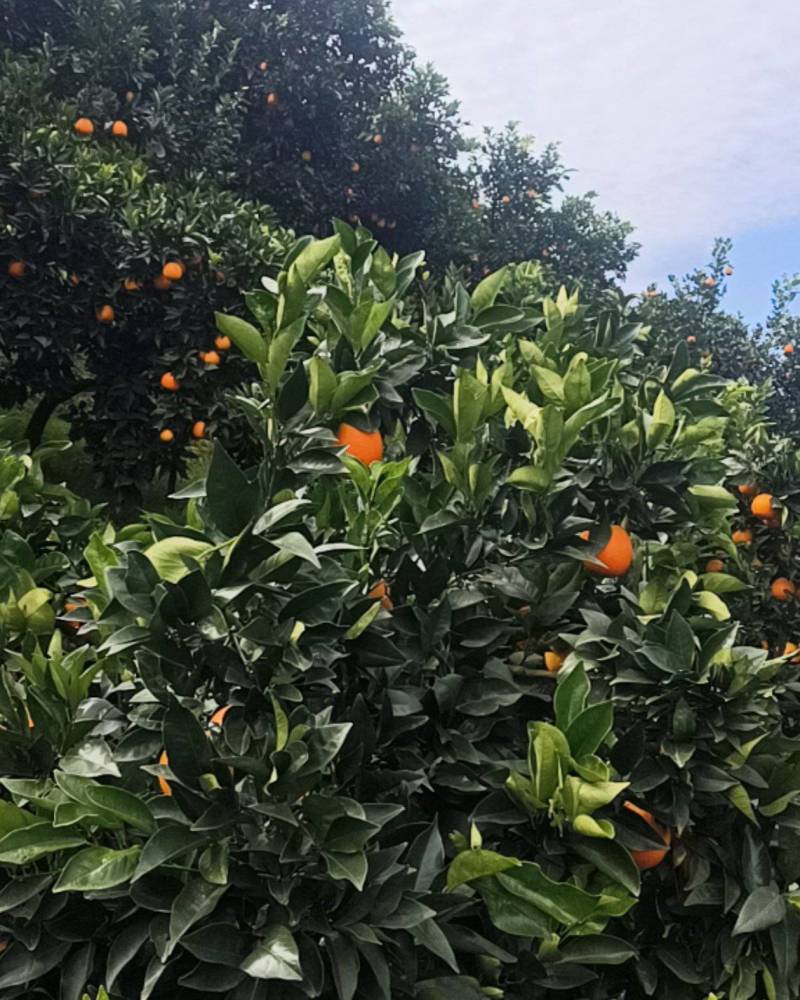 湖北秭归脐橙园红大量上市，口感佳，价格低，需要的老板可来验货