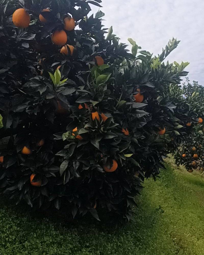 湖北秭归脐橙园红大量上市，口感佳，价格低，需要的老板可来验货