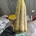 精品山药网袋装，全国接单