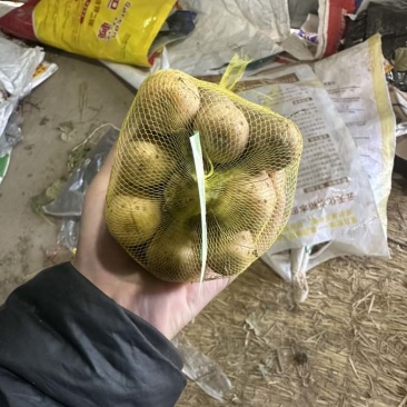 精品山药网袋装，全国接单