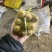 精品山药网袋装，全国接单