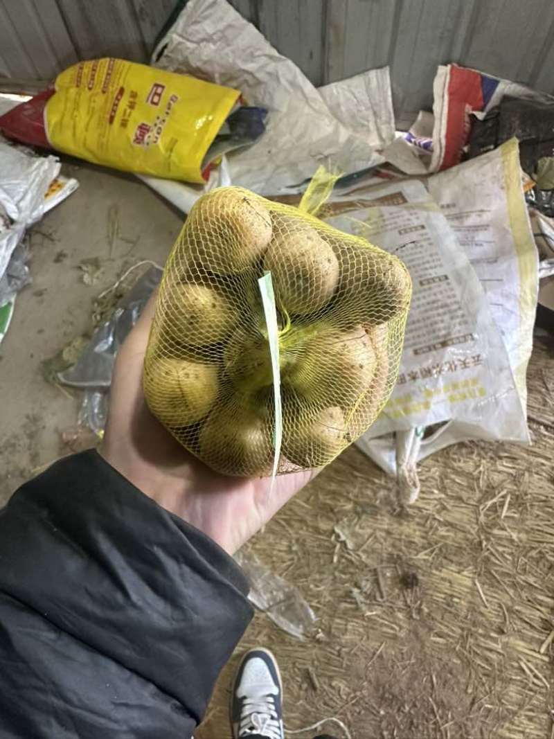 精品山药网袋装，全国接单