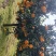 秭归脐橙代办，园红上市中，需要的老板可以联系看货，果好，味甜