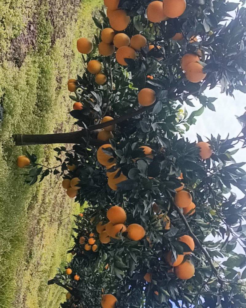 秭归脐橙代办，园红上市中，需要的老板可以联系看货，果好，味甜
