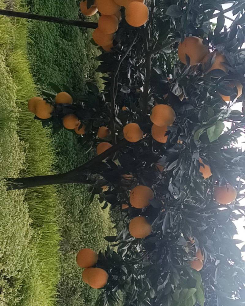 秭归脐橙代办，园红上市中，需要的老板可以联系看货，果好，味甜