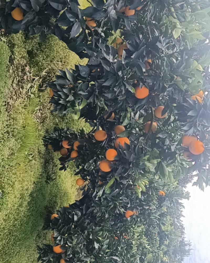 秭归脐橙代办，园红上市中，需要的老板可以联系看货，果好，味甜