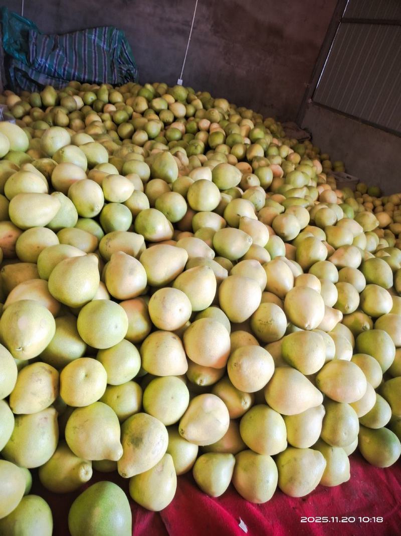 精品红柚三红柚高次果，皮张好，口感好，给钱就卖，要求1.5斤