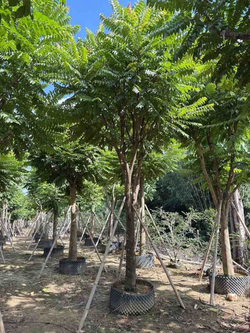 麻楝12-25分，各种规格，大量低价出售