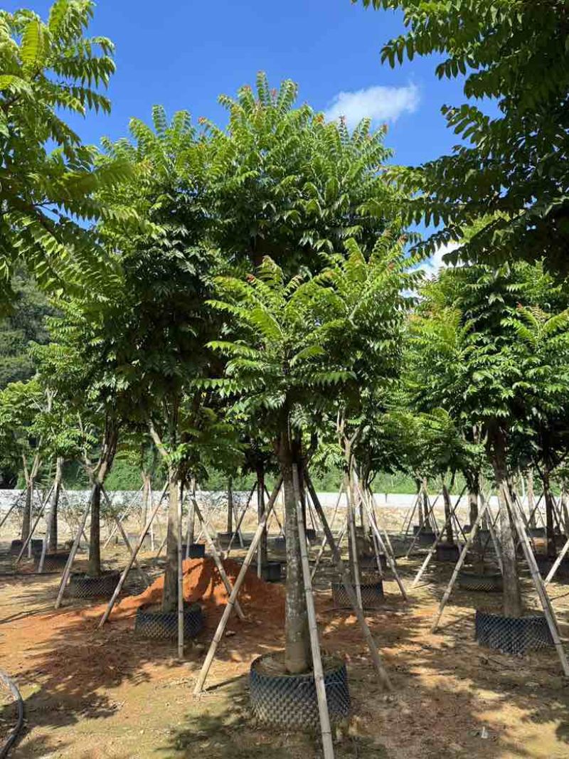 麻楝12-25分，各种规格，大量低价出售