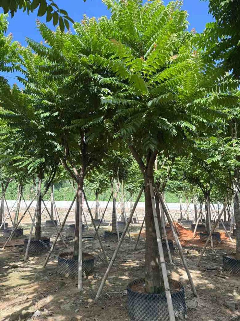 麻楝12-25分，各种规格，大量低价出售