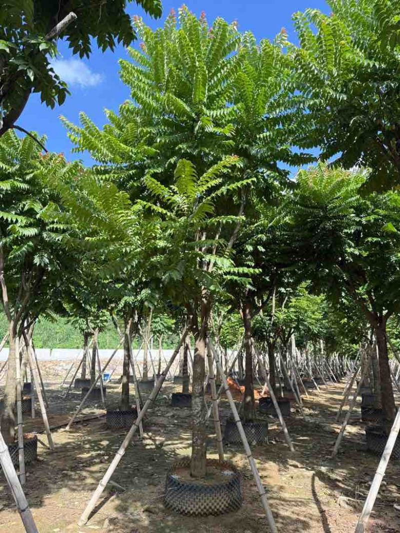 麻楝12-25分，各种规格，大量低价出售