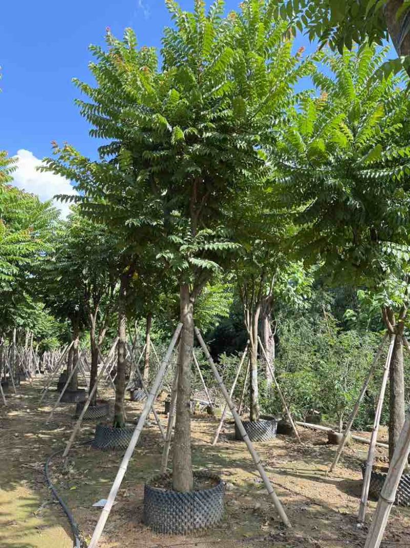 麻楝12-25分，各种规格，大量低价出售