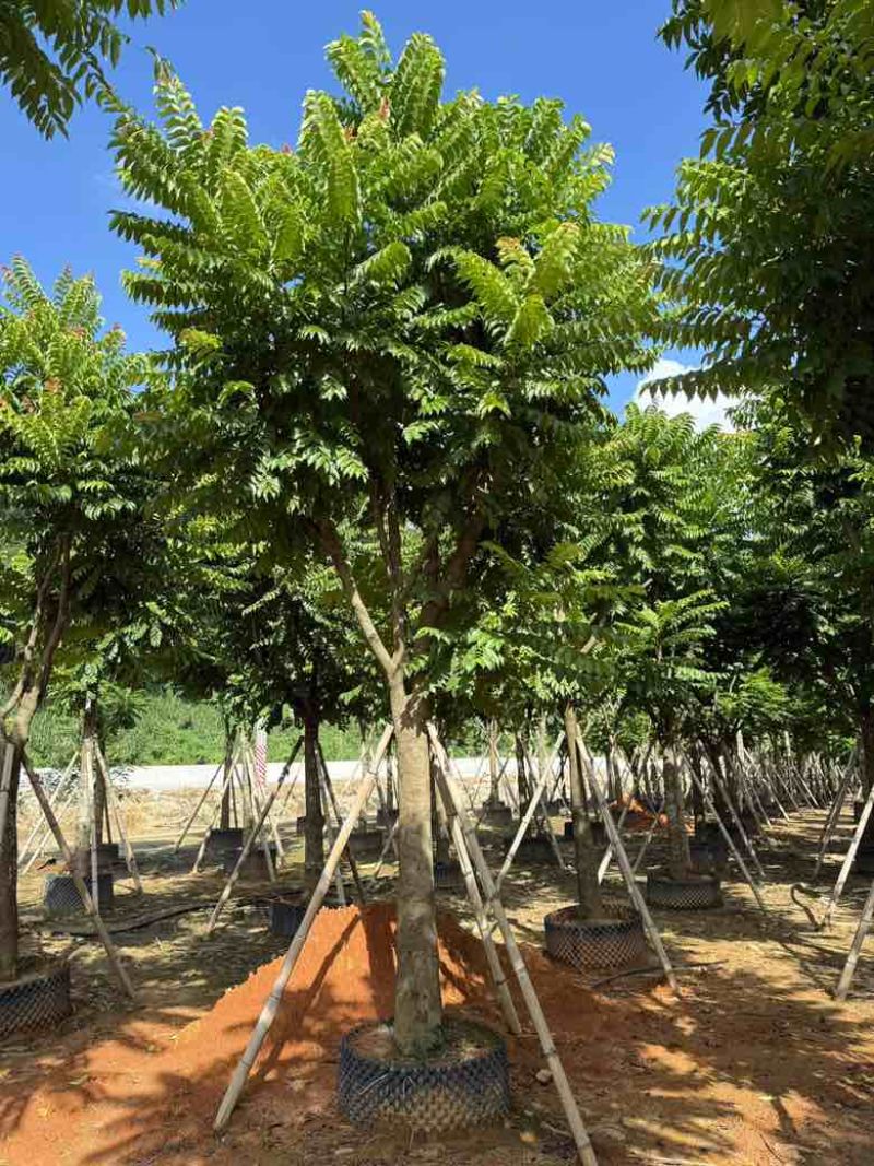 麻楝12-25分，各种规格，大量低价出售