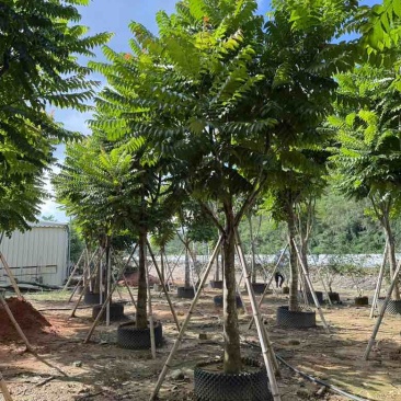 麻楝12-25分，各种规格，大量低价出售