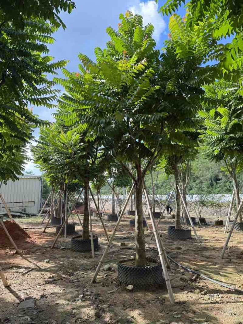 麻楝12-25分，各种规格，大量低价出售