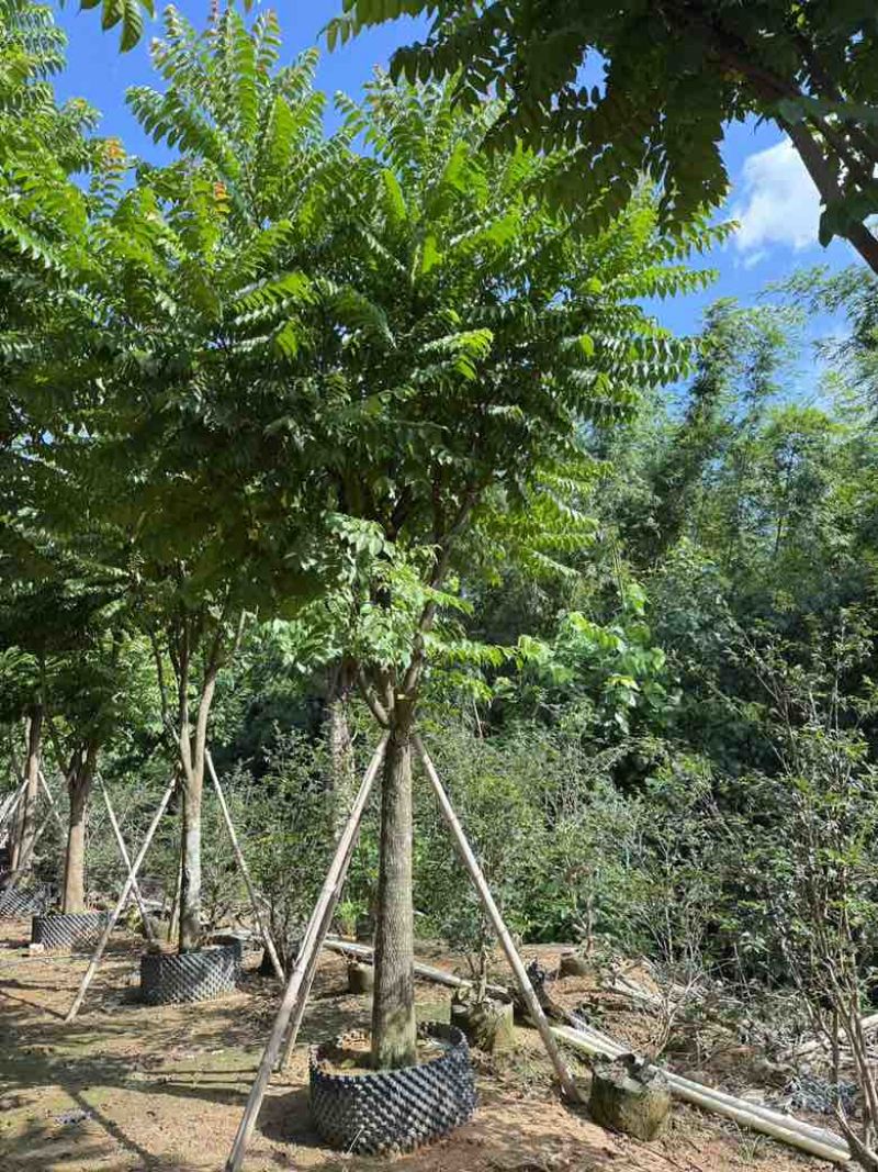麻楝12-25分，各种规格，大量低价出售