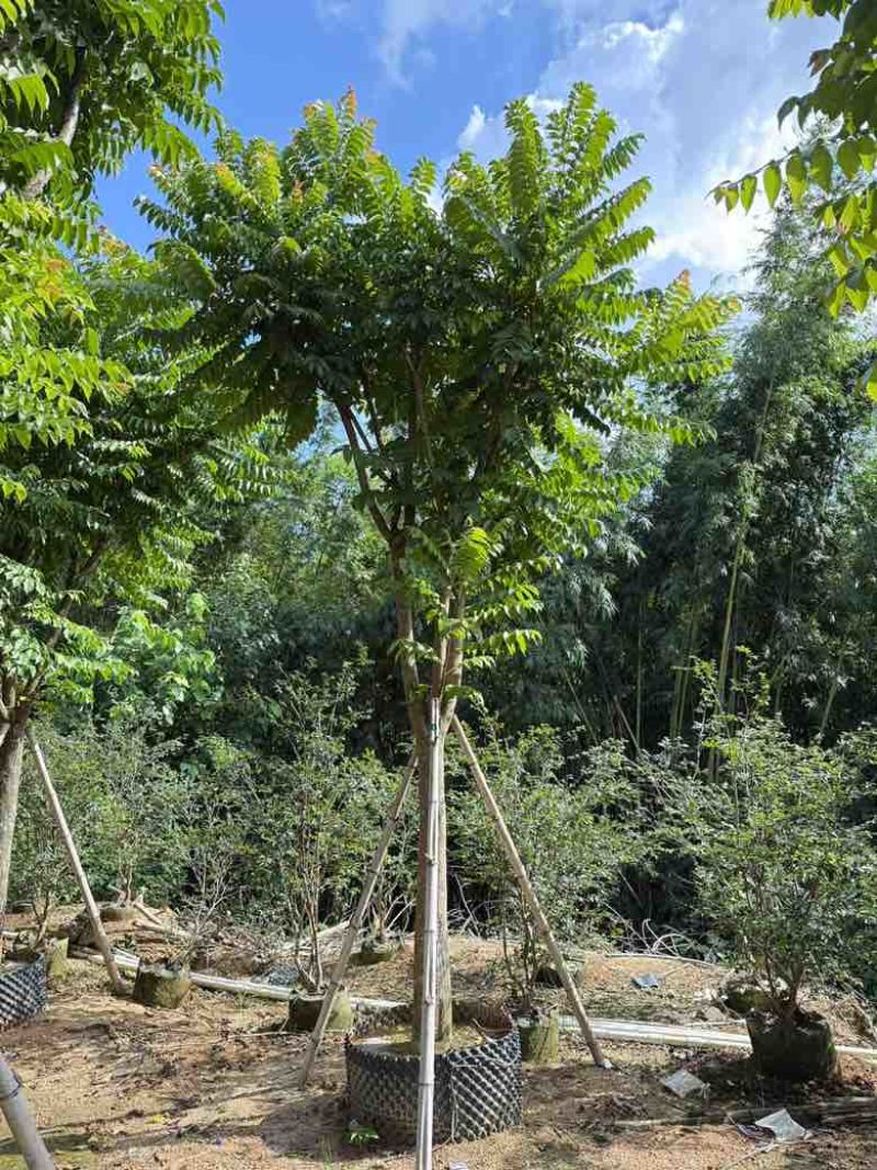 麻楝12-25分，各种规格，大量低价出售
