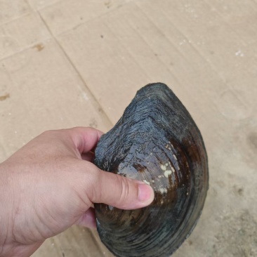 圆河蚌