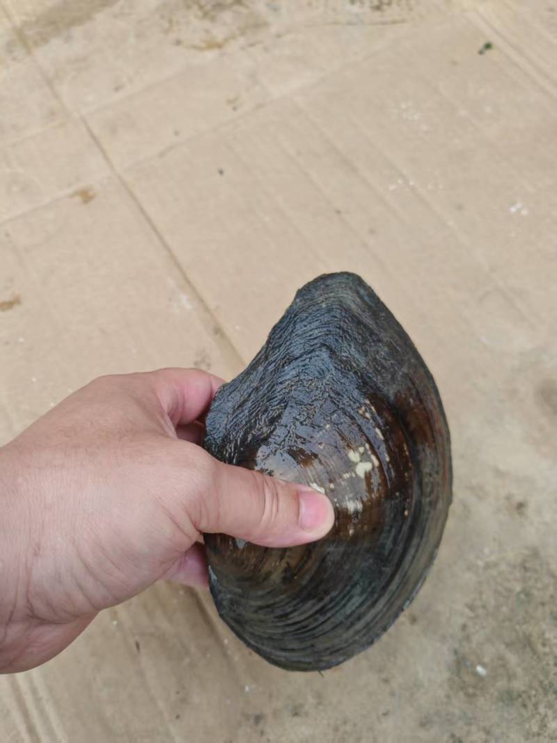 圆河蚌
