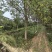 国槐树15-20公分