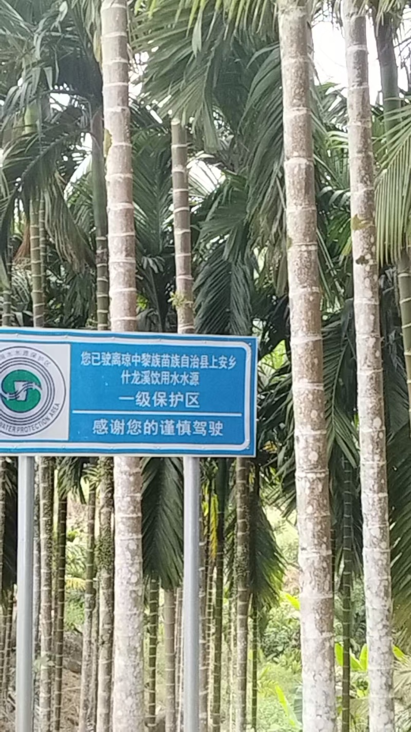 槟榔苗（琼中老树红果育种果苗）