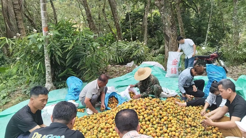 槟榔苗（琼中老树红果育种果苗）