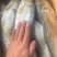 整箱白鳞鱼，13斤一箱
