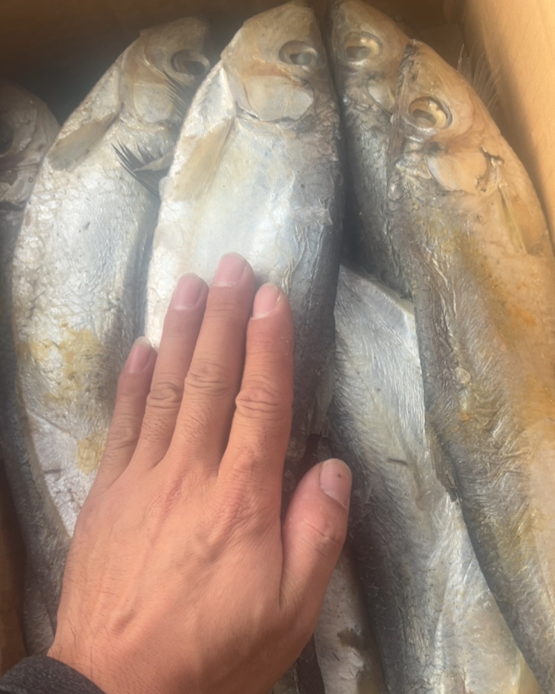 整箱白鳞鱼，13斤一箱