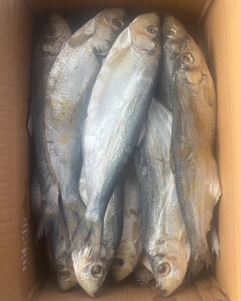 整箱白鳞鱼，13斤一箱