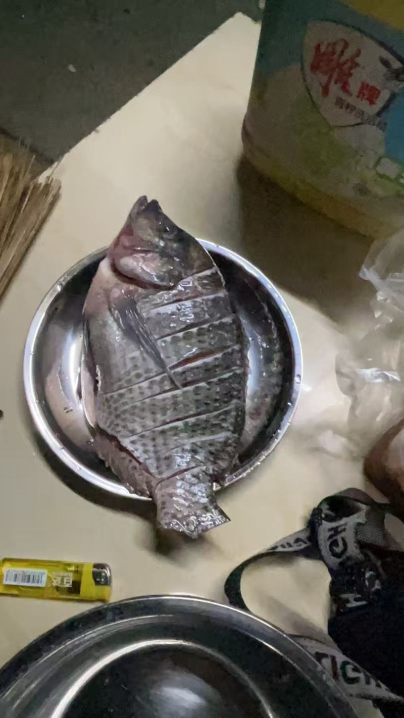 罗非鱼