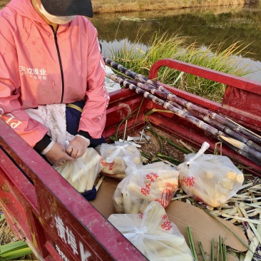 自己种植甘蔗