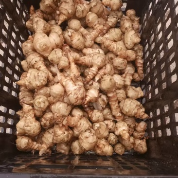 新疆洋姜现货500吨。
