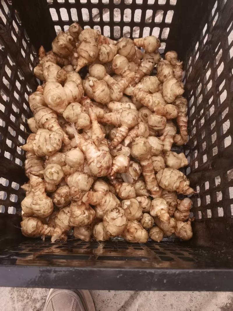 新疆洋姜现货500吨。