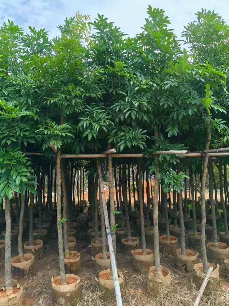 海南红豆5-18分，大量低价出售