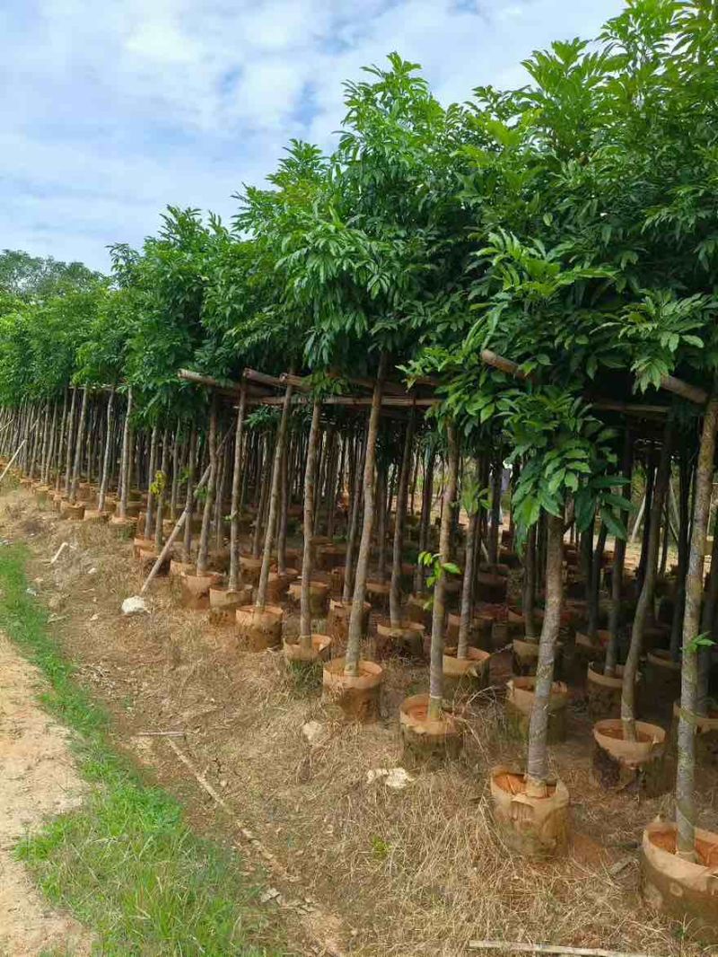 海南红豆5-18分，大量低价出售