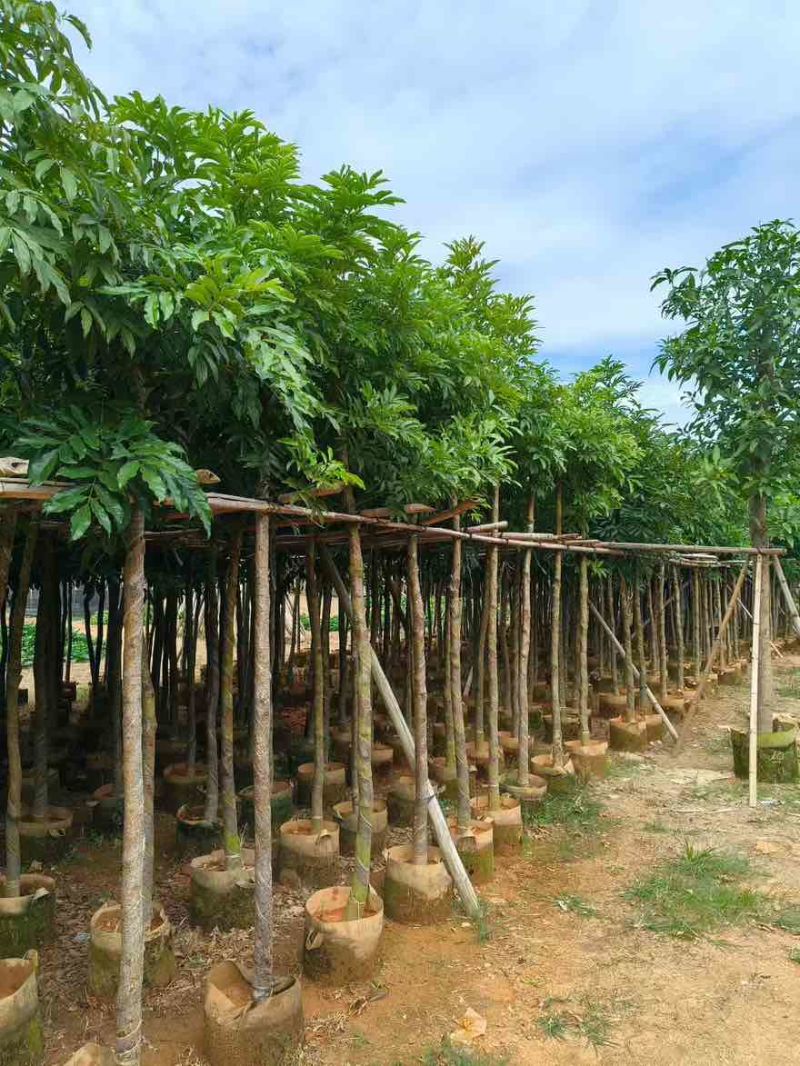 海南红豆5-18分，大量低价出售