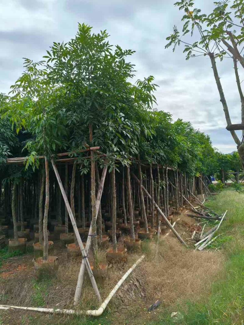 海南红豆5-18分，大量低价出售