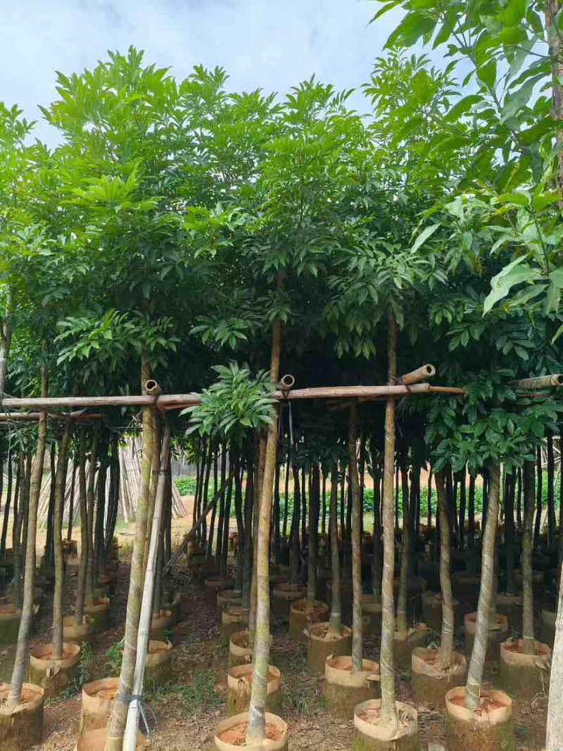 海南红豆5-18分，大量低价出售