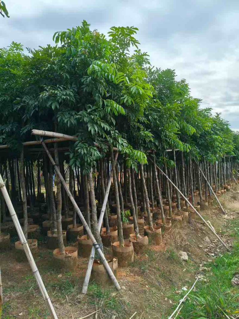 海南红豆5-18分，大量低价出售